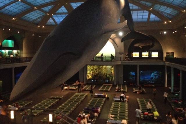 Sleeping under the giant blue whale!! 